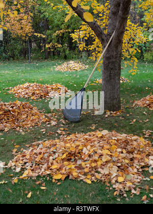 Stapel der Blätter von einem Apfelbaum mit der rechen Gleitstift gegen den Stamm des Baumes. Grünes Gras ist im Hintergrund. Stockfoto
