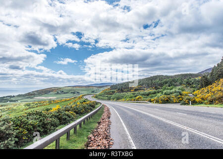 Großbritannien, Schottland, Scottish Highlands. Sutherland, Ginster Blühen entlang der A 9 in der Nähe von Boat of Garten Stockfoto