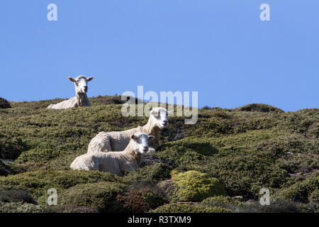 Schafe. Saunders Island. Falkland Inseln. Stockfoto