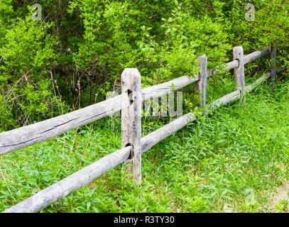 Alte ländliche Holz Zaun in bewachsene Büsche Stockfoto