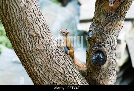 Eichhörnchen auf großes, angewinkeltes tree branch Stockfoto