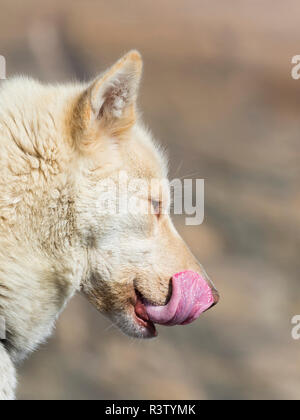 Schlittenhunde in der kleinen Stadt Uummannaq im Nordwesten Grönlands, Dänemark. Im Winter werden die Hunde immer noch als Hund teams Schlitten der Fischer zu ziehen. Stockfoto