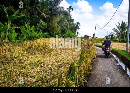 Motorrad auf einem Weg neben einer Bewässerung Graben und das Reisfeld, die geerntet wurde. Stockfoto