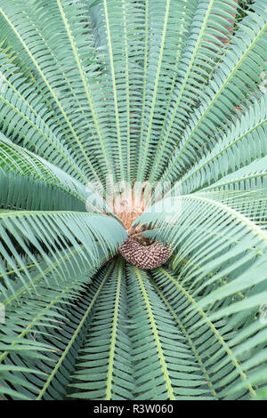 Stachelige Dioon, Palmfarne, USA Stockfoto