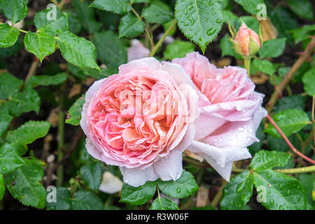 Rosa Rose Bush, USA Stockfoto