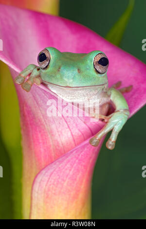 Australian Green Tree Frog oder White's Tree Frog, oder Pummelig Laubfrosch in Blume, beheimatet in Australien, Litoria caerulea Stockfoto
