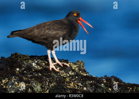 Schwarzer Austernfischer Aufruf Stockfoto
