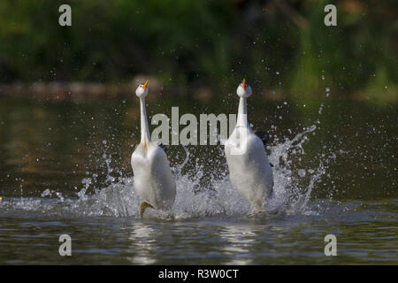 Clark's Grebe Balz Stockfoto