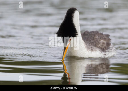 Clark's Grebe, Gebiet Anzeige Stockfoto