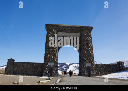 Bison im Yellowstone im Winter verlassen, durch den Gardiner Gate Stockfoto