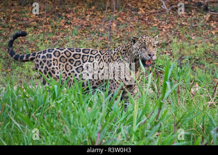 Jaguar auf der Pirsch Stockfoto