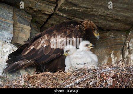 Golden Eagle tendenziell 3 Woche alten Küken Stockfoto