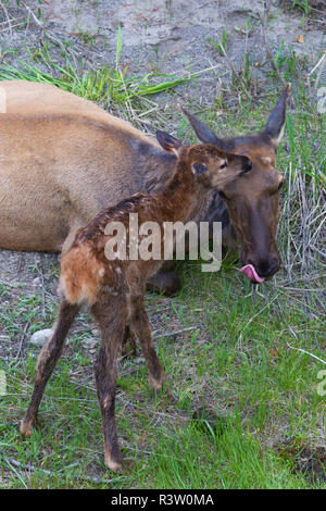 Rocky Mountain Elk, neugeborenes Kalb Stockfoto