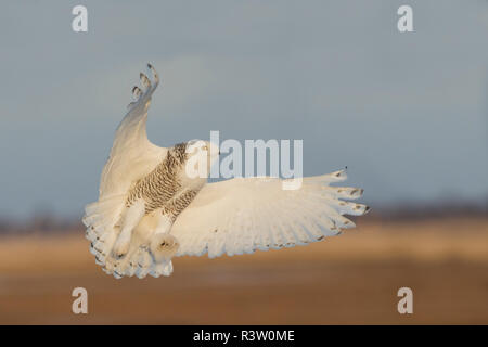 Snowy Owl fliegen Stockfoto
