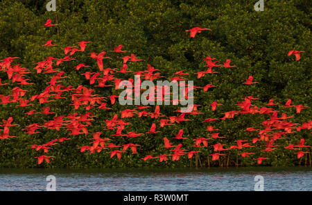 Große Herde von Scarlet Ibis Stockfoto