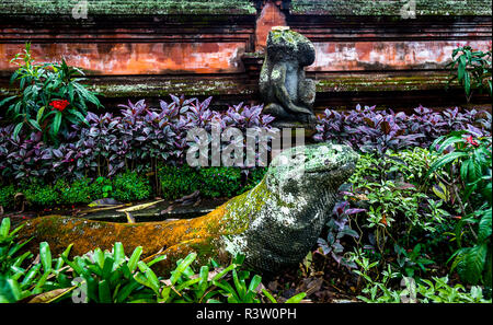 Komodo Dragon im vorderen Bereich des Tempels und in Ubud, Indonesien. Stockfoto