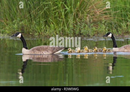 Kanadagänse mit frisch geschlüpfte Gänschen Stockfoto