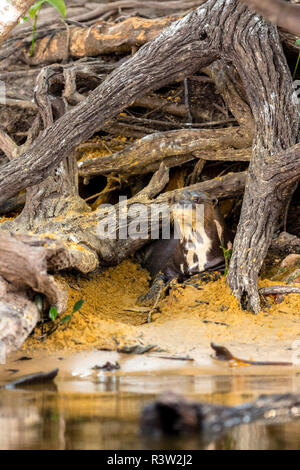 Giant river Otter (Pteronura brasiliensis) schaut aus seinem Ausleihen an einem Fluss im brasilianischen Pantanal Stockfoto