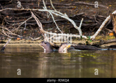 Paar riesige Flussotter (Pteronura brasiliensis) Watch über einander in einem Fluss im brasilianischen Pantanal Stockfoto