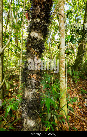 Spiky Palme, Huicungo (Astrocaryum murumuru), wächst bis zu 15 Meter hoch mit einer Amtsleitung in scharfen Spitzen abgedeckt Stockfoto