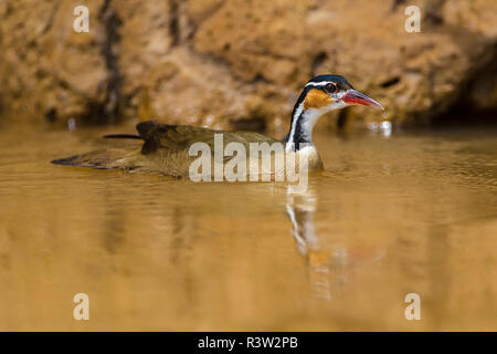 Brasilien. Eine sungrebe (Heliornis Fulica) im Pantanal, das größte tropische Feuchtgebiet der Welt und UNESCO-Weltkulturerbe. Stockfoto