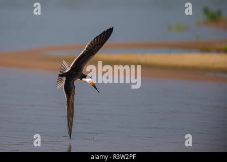 Brasilien. Ein schwarzes Abstreicheisen (Rynchops niger) im Pantanal, das größte tropische Feuchtgebiet der Welt und UNESCO-Weltkulturerbe. Stockfoto