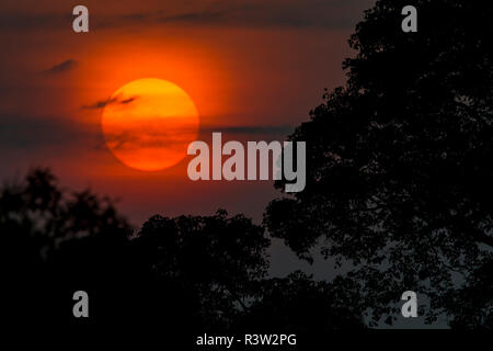 Brasilien. Eine bunte orange Sonnenuntergang im Pantanal, das größte tropische Feuchtgebiet der Welt und UNESCO-Weltkulturerbe. Stockfoto