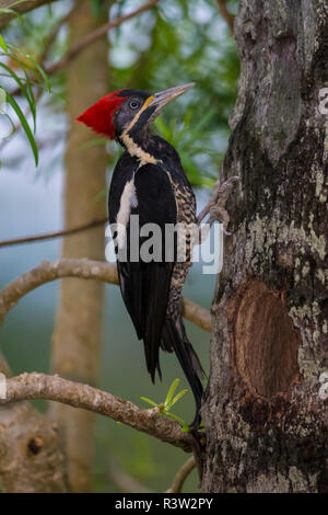 Brasilien. Lineated Woodpecker (dryocopus Lineatus) im Pantanal, das größte tropische Feuchtgebiet der Welt und UNESCO-Weltkulturerbe. Stockfoto