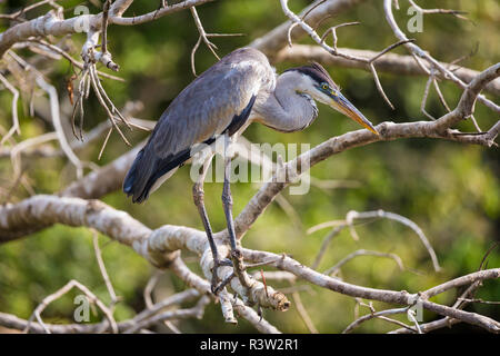 Brasilien. Eine cocoi Graureiher (Ardea purpurea) im Pantanal, das größte tropische Feuchtgebiet der Welt und UNESCO-Weltkulturerbe. Stockfoto