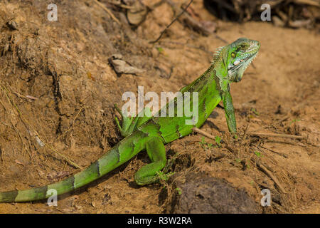 Brasilien. Ein grüner Leguan (Iguana iguana) im Pantanal, das größte tropische Feuchtgebiet der Welt und UNESCO-Weltkulturerbe. Stockfoto