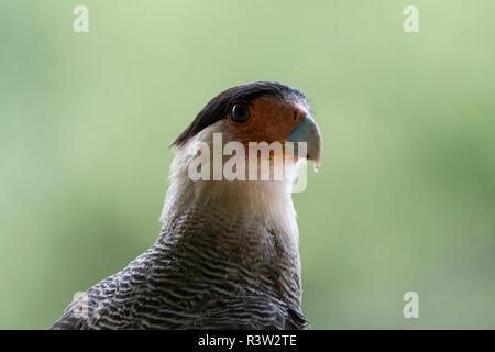 Crested karakara (Polyborus plancus), Pantanal, Mato Grosso, Brasilien. Stockfoto