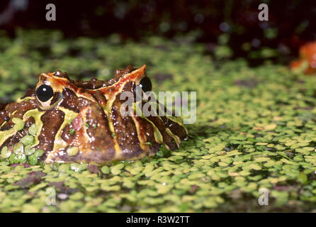 Cranwell der gehörnten Frosch (Ceratophrys cranwelli), Brasilien Regenwald Stockfoto