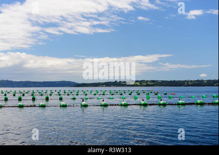 Chile, Patagonien, Lake District. Kormorane und Möwen auf muschelfarm Bojen thront. Stockfoto