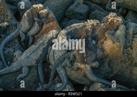 Marine iguana aalt sich in der Sonne, Galapagos, Ecuador Stockfoto