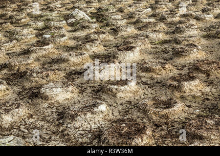 Verlassenen nest Kolonie für Imperial Krähenscharben, Pebble Island, Falkland Inseln, atriceps Leucocarbo Stockfoto