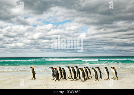 Gruppe von König Pinguine am Strand, Volunteer Point, East Island, Falkland Inseln, Aptenodytes patagonicus Stockfoto