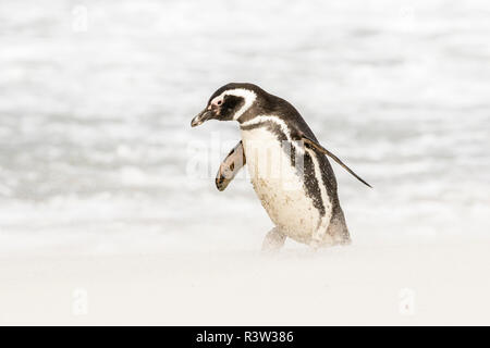 Falklandinseln, Sea Lion Island. Magellanic penguin am Strand in Sandsturm. Stockfoto