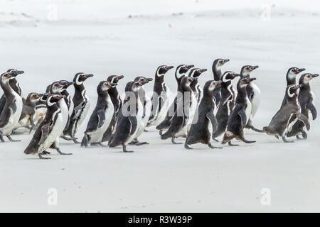 Falklandinseln, East Falkland. Magellan-pinguine zu Fuß am Strand. Stockfoto