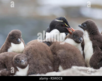 Rockhopper Penguin (Eudyptes chrysocome). Küken und erwachsene. Falklandinseln Stockfoto