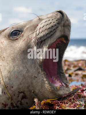 Männliche Südlicher See-Elefant (Mirounga leonina leonina), nach der Brutzeit auf den Falkland Inseln. Stockfoto