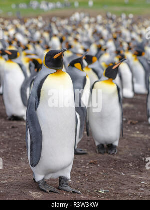 Königspinguin (Aptenodytes patagonicus) auf den Falkland-inseln im Südatlantik. Stockfoto