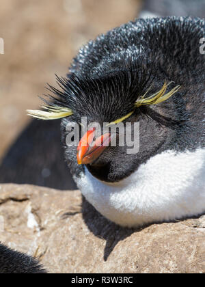 Rockhopper Penguin (Eudyptes chrysocome), Unterarten western Rockhopper penguin (Eudyptes chrysocome chrysocome). Südamerika, Falkland Inseln Stockfoto