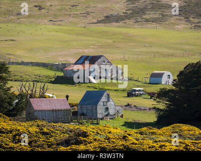 Karkasse Island, einer kleinen Insel im West Falkland Inseln. Südamerika, Falkland Inseln (Editorial nur verwenden) Stockfoto