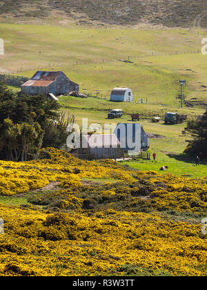 Karkasse Island, einer kleinen Insel im West Falkland Inseln. Südamerika, Falkland Inseln (Editorial nur verwenden) Stockfoto