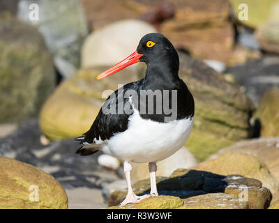 Magellanschen Austernfischer (Haematopus leucopodus), Falklandinseln, Korpus Insel Stockfoto