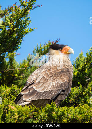 Southern Crested (karakara Karakara plancus), Korpus Island, Falkland Inseln Stockfoto