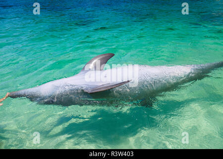 Großer Tümmler (Tursiops truncatus) Roatan, Honduras Stockfoto