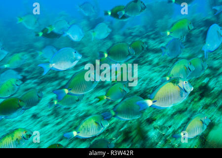 Ozean Doktorfische (Acanthurus bahianus), Karibik Tauchen, Roatan, Bay Islands, Honduras, Zentralamerika Stockfoto