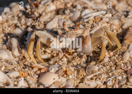 Mexiko, Baja California Sur, Isla San Jose. Ghost crab auf felsigen Strand. Credit: Cathy und Gordon Illg/Jaynes Galerie/DanitaDelimont.com Stockfoto