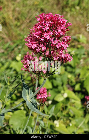 Rote Baldrian Pflanze, den Blütenstand, Centranthus ruber Stockfoto